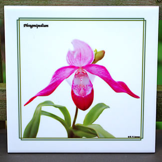 tile DS-022 Phragmipedium 7183.jpg